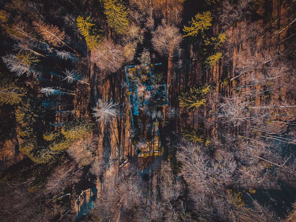 brown and green trees on mountain