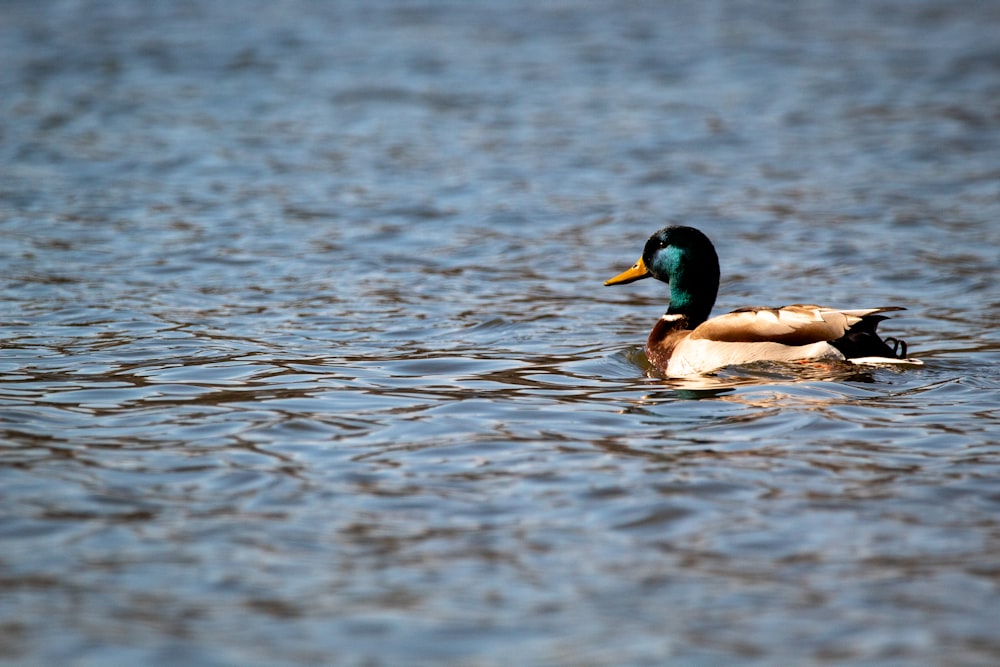 mallard duck on water during daytime