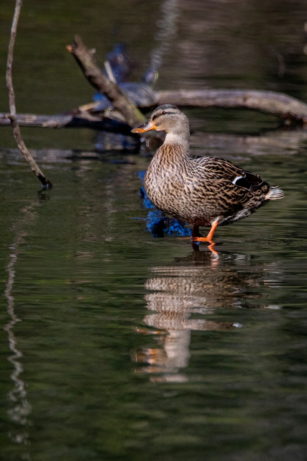 a duck standing in a body of water