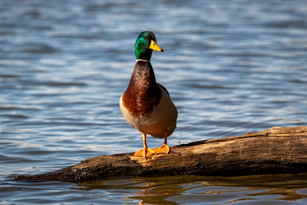 pato mallard no tronco de madeira marrom na água