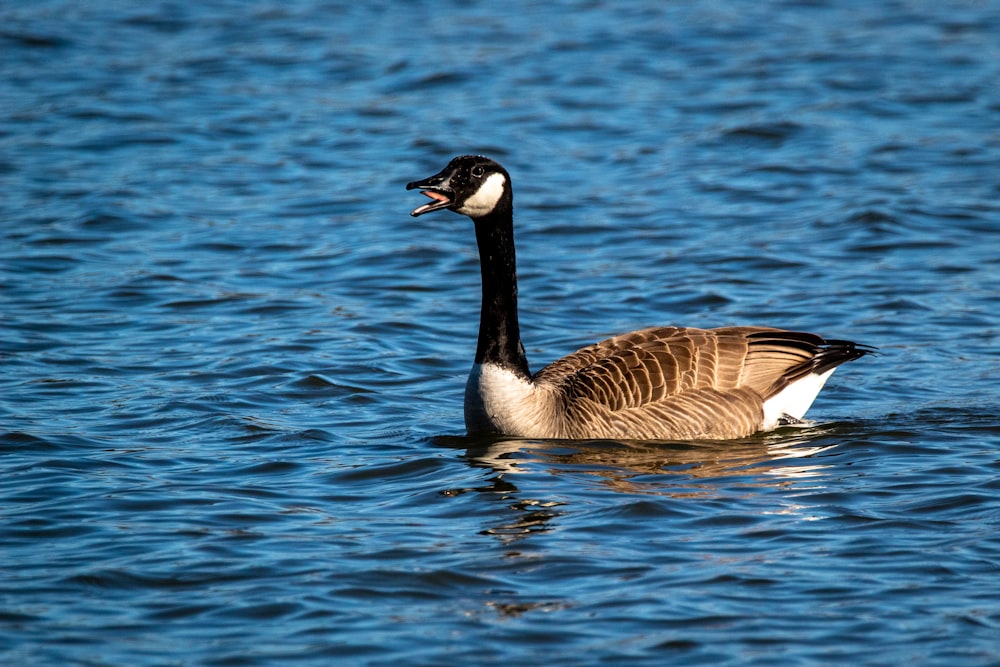 brown and white duck on water during daytime