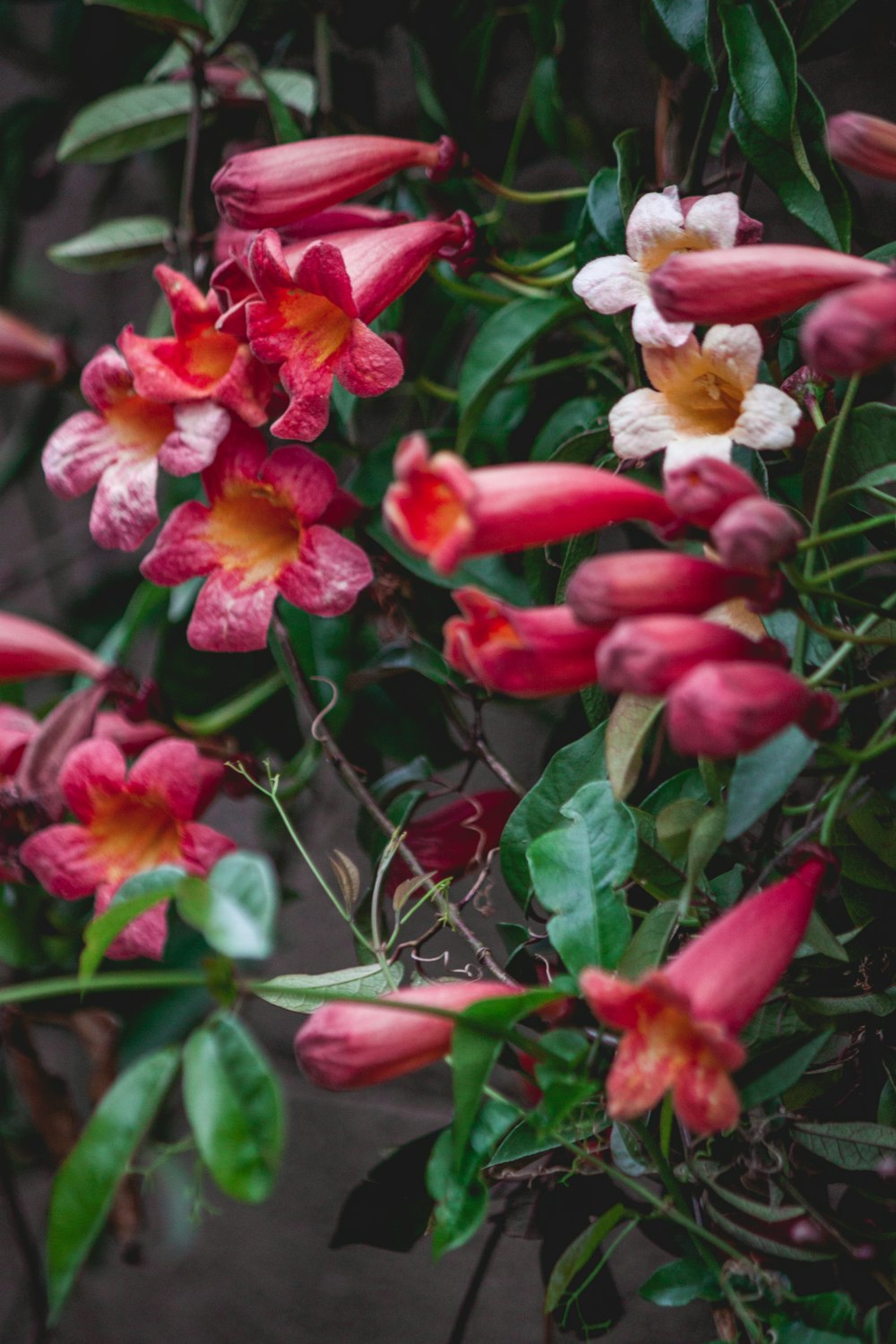 red and yellow flower in close up photography