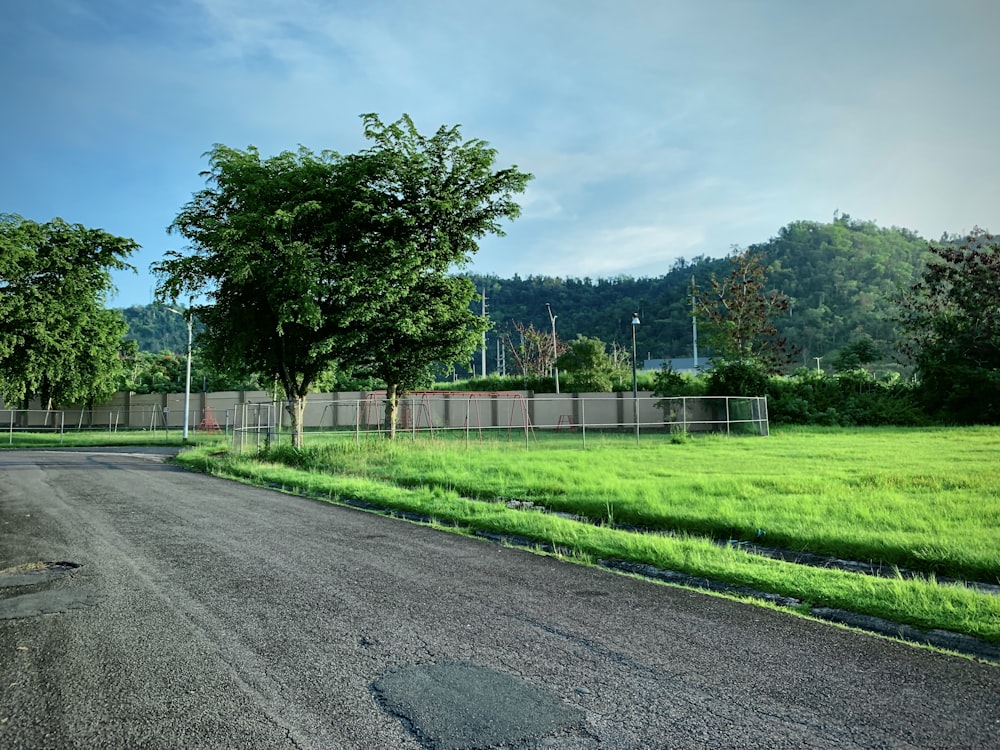 green tree on green grass field during daytime