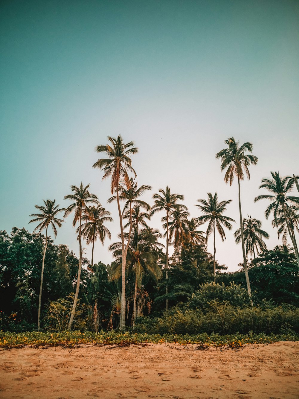 green palm trees under blue sky during daytime