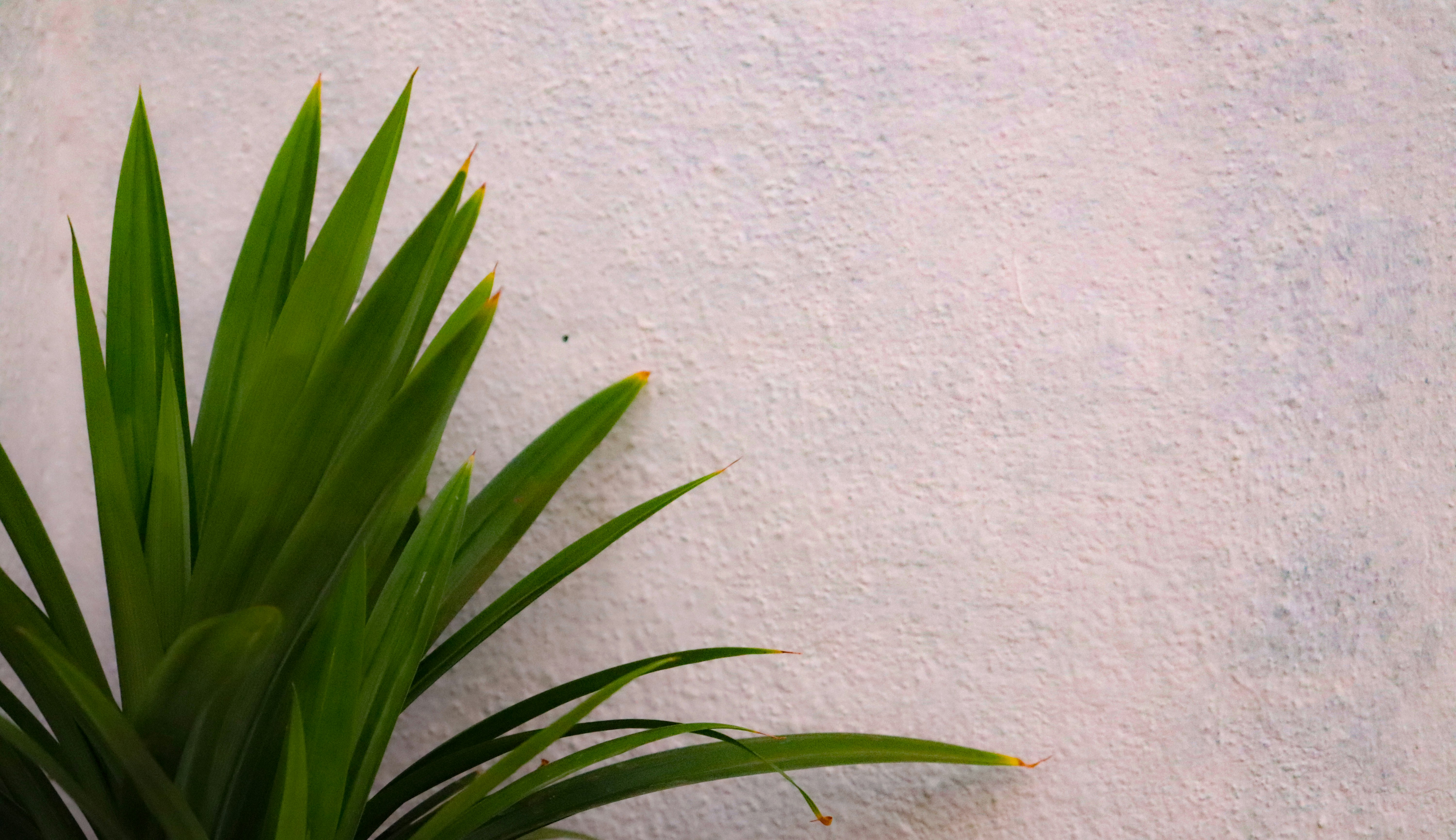 Photo by pavannaikfcds