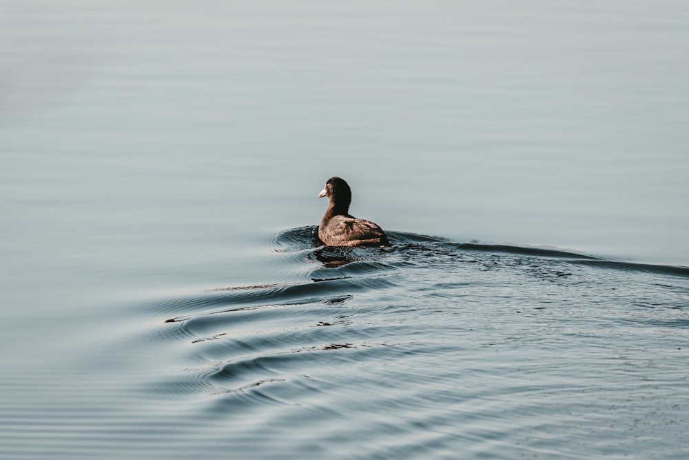 brown duck on water during daytime