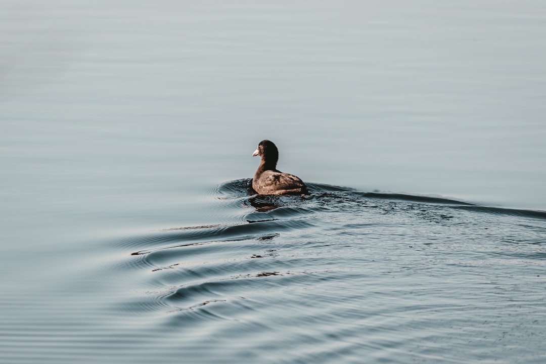 brown duck on water during daytime