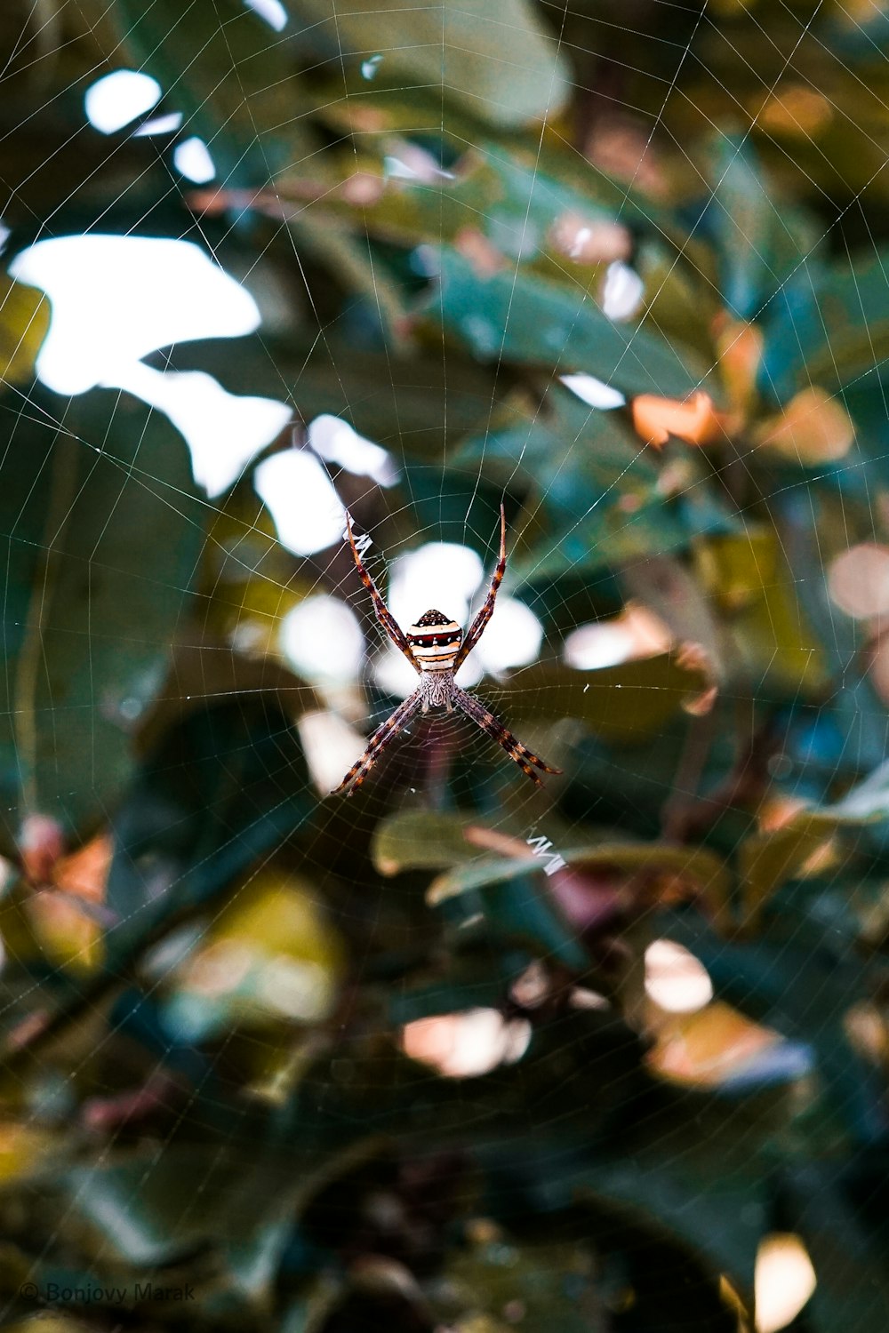 white and black spider on spider web in close up photography during daytime