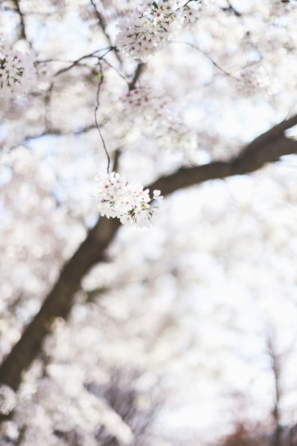 white cherry blossom in close up photography