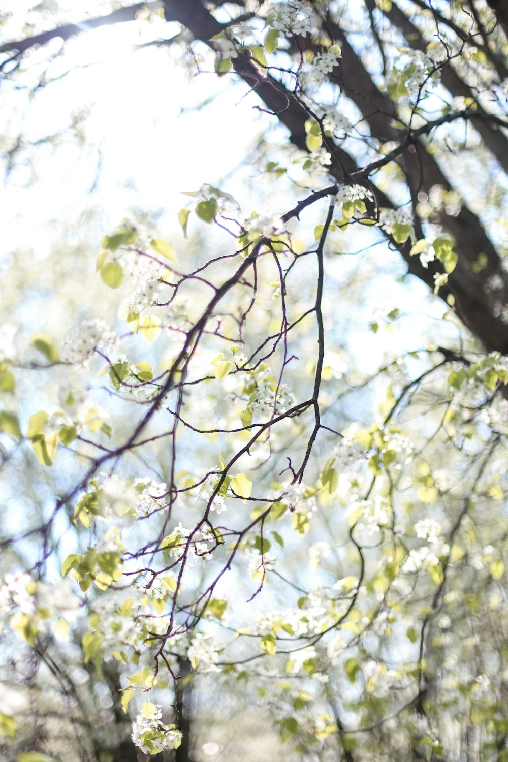 yellow and green leaf tree