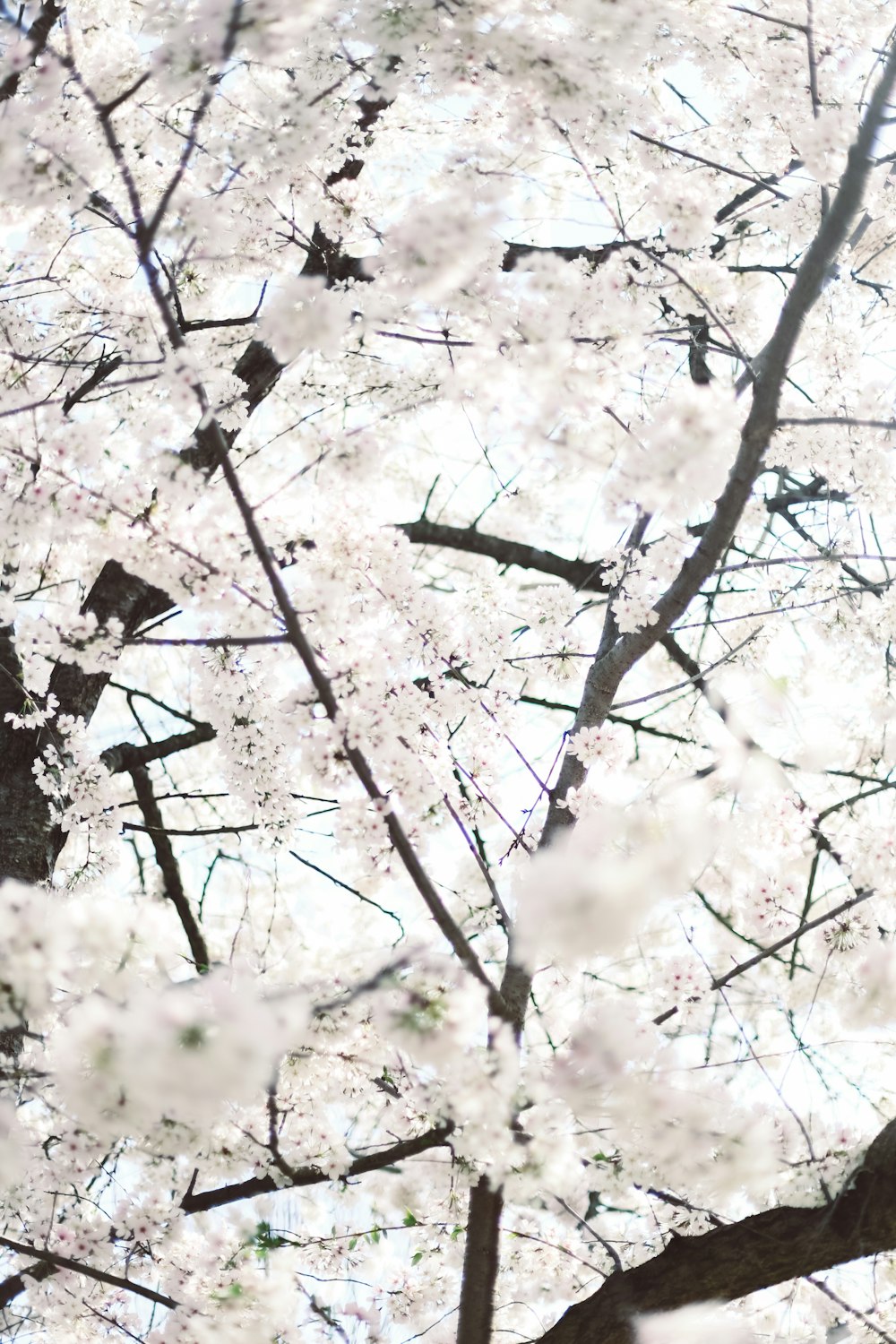 낮 동안 흰 벚꽃 나무