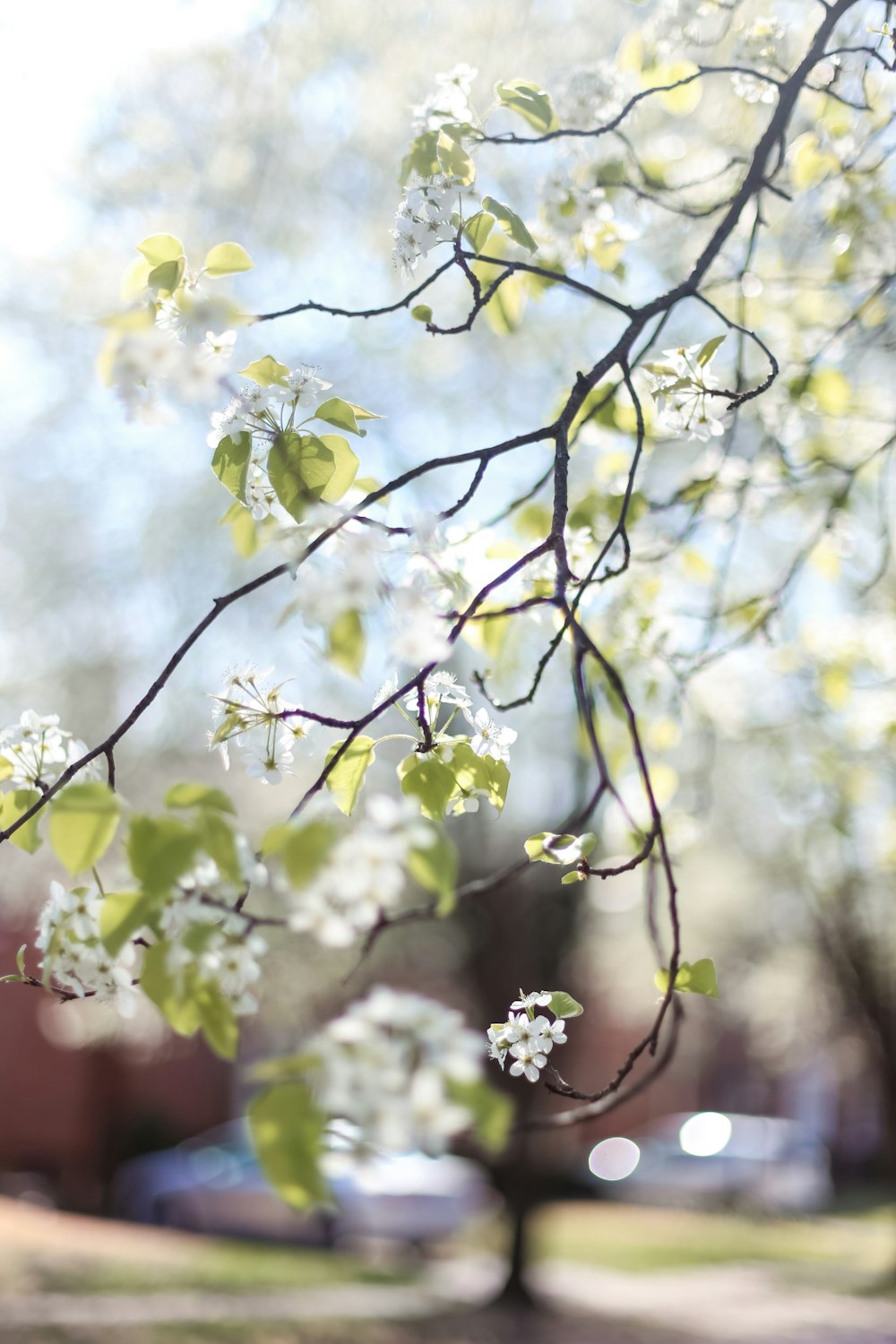 white cherry blossom in close up photography