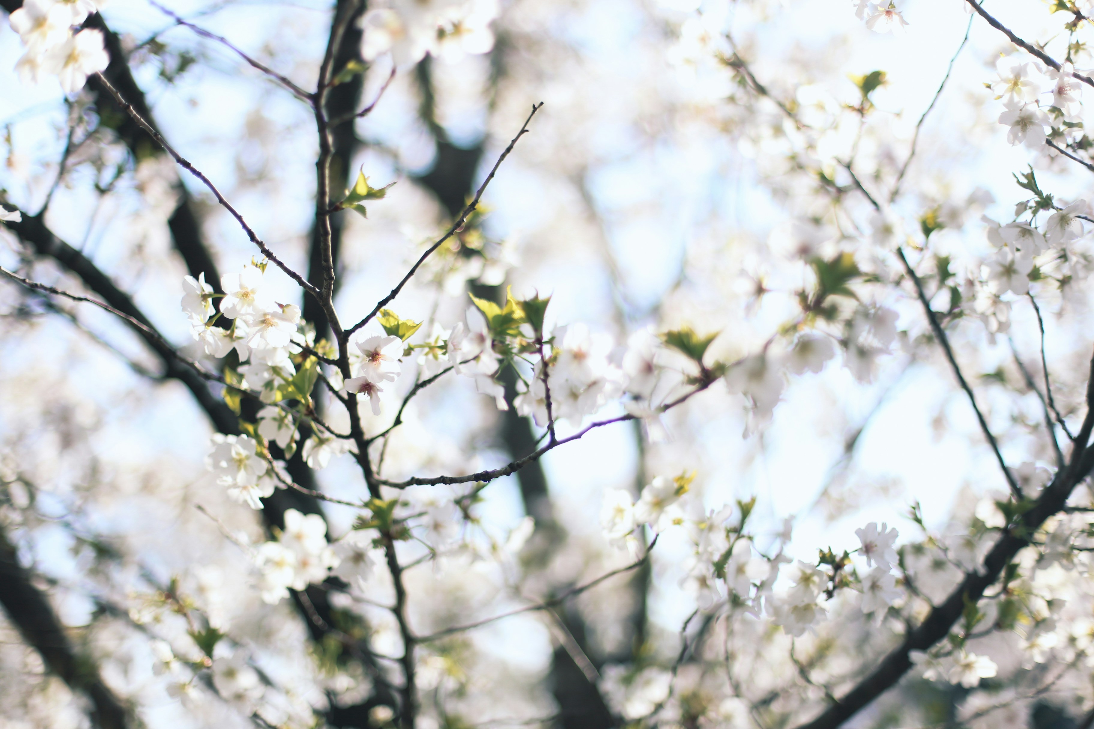 Photo by jessicalfadel