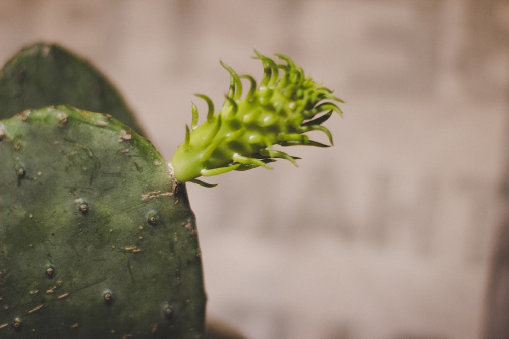 green cactus in close up photography