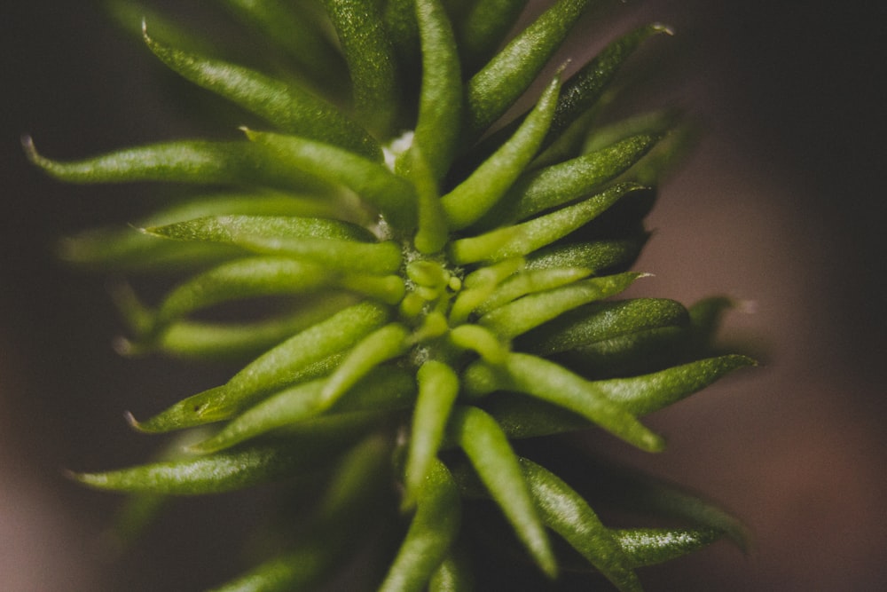 green plant in close up photography