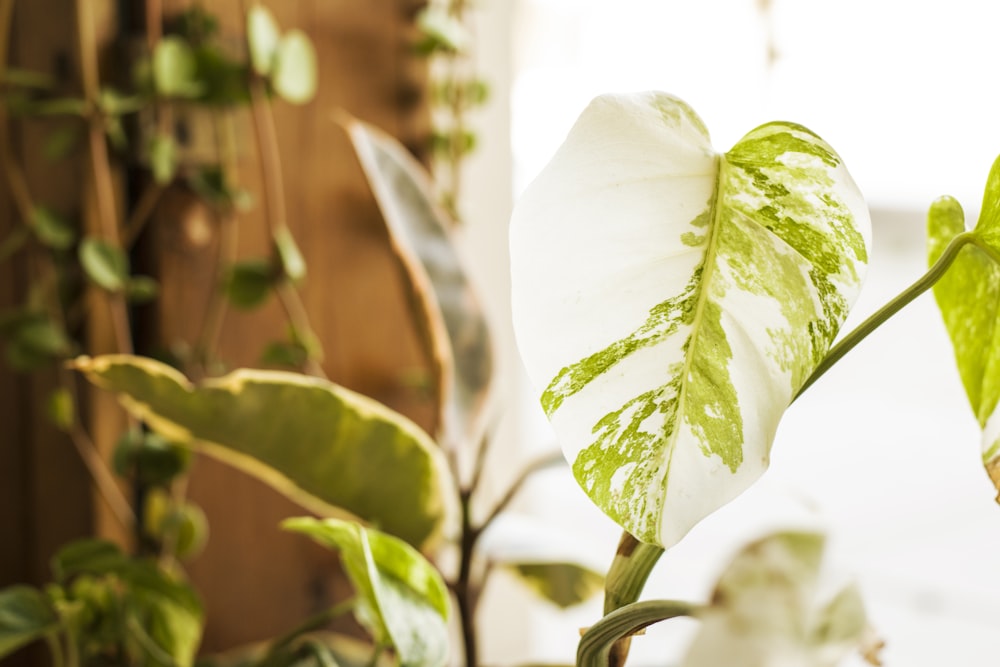 white flower with green leaves