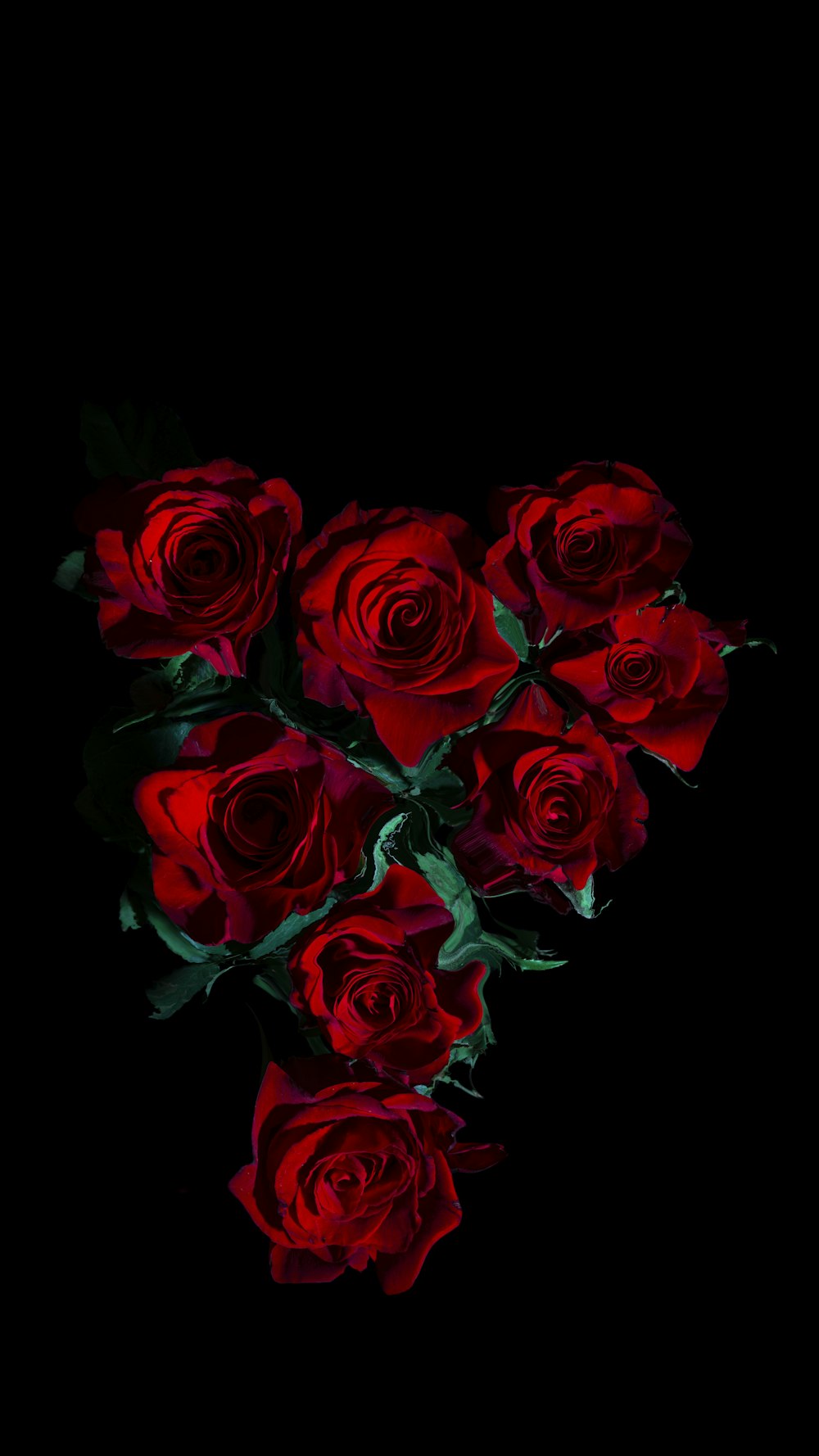 red roses in black background