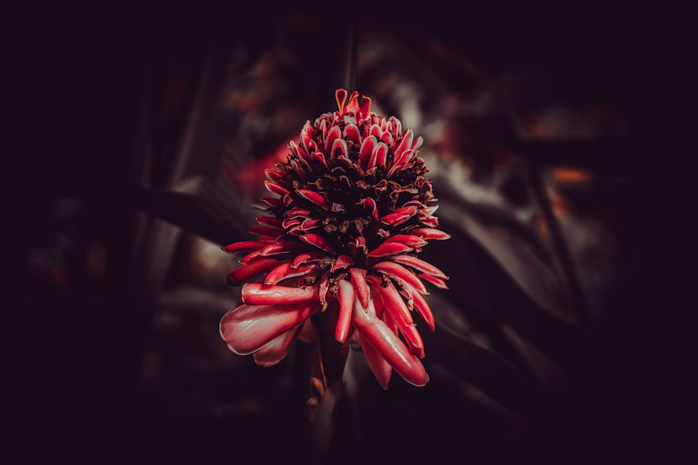 rote und weiße Blume in Nahaufnahmen