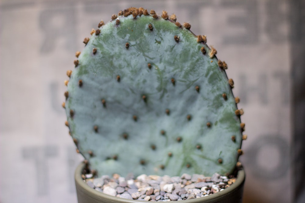 green cactus in white pot