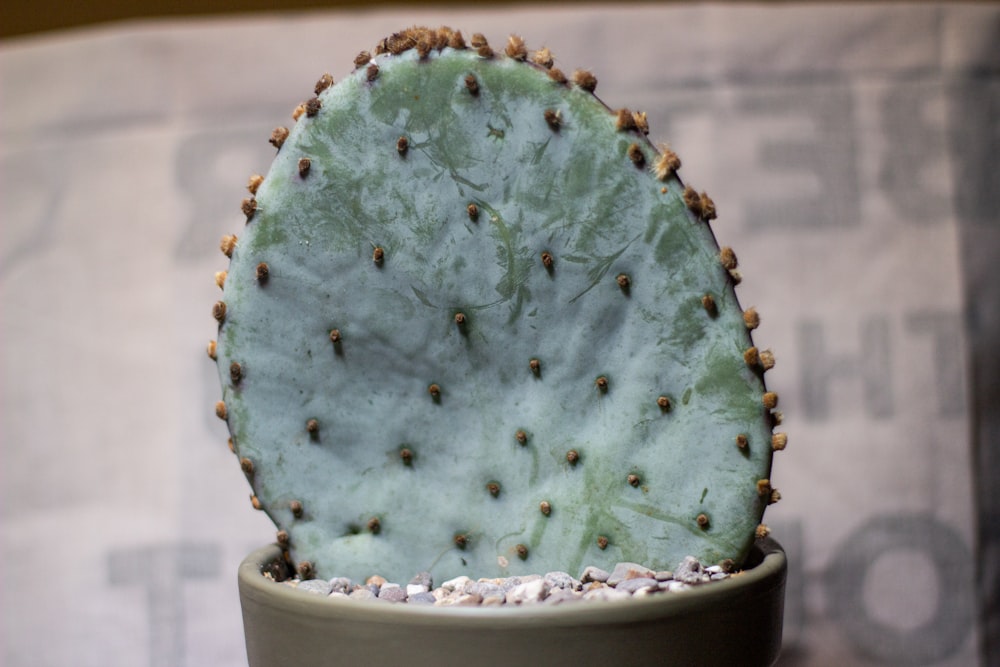 green cactus in white pot