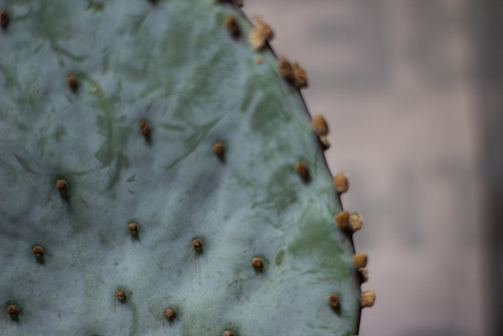 green cactus in close up photography