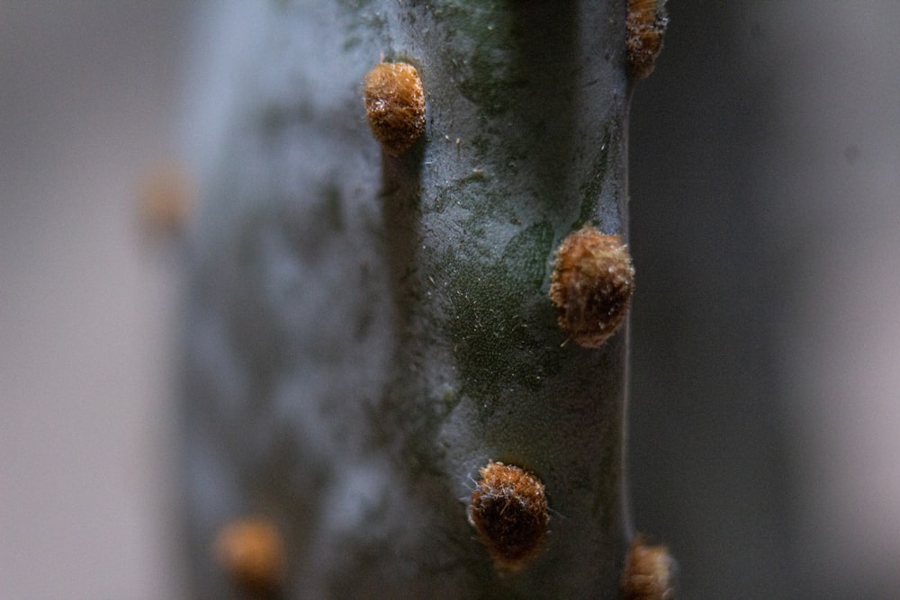 tige de plante verte et brune