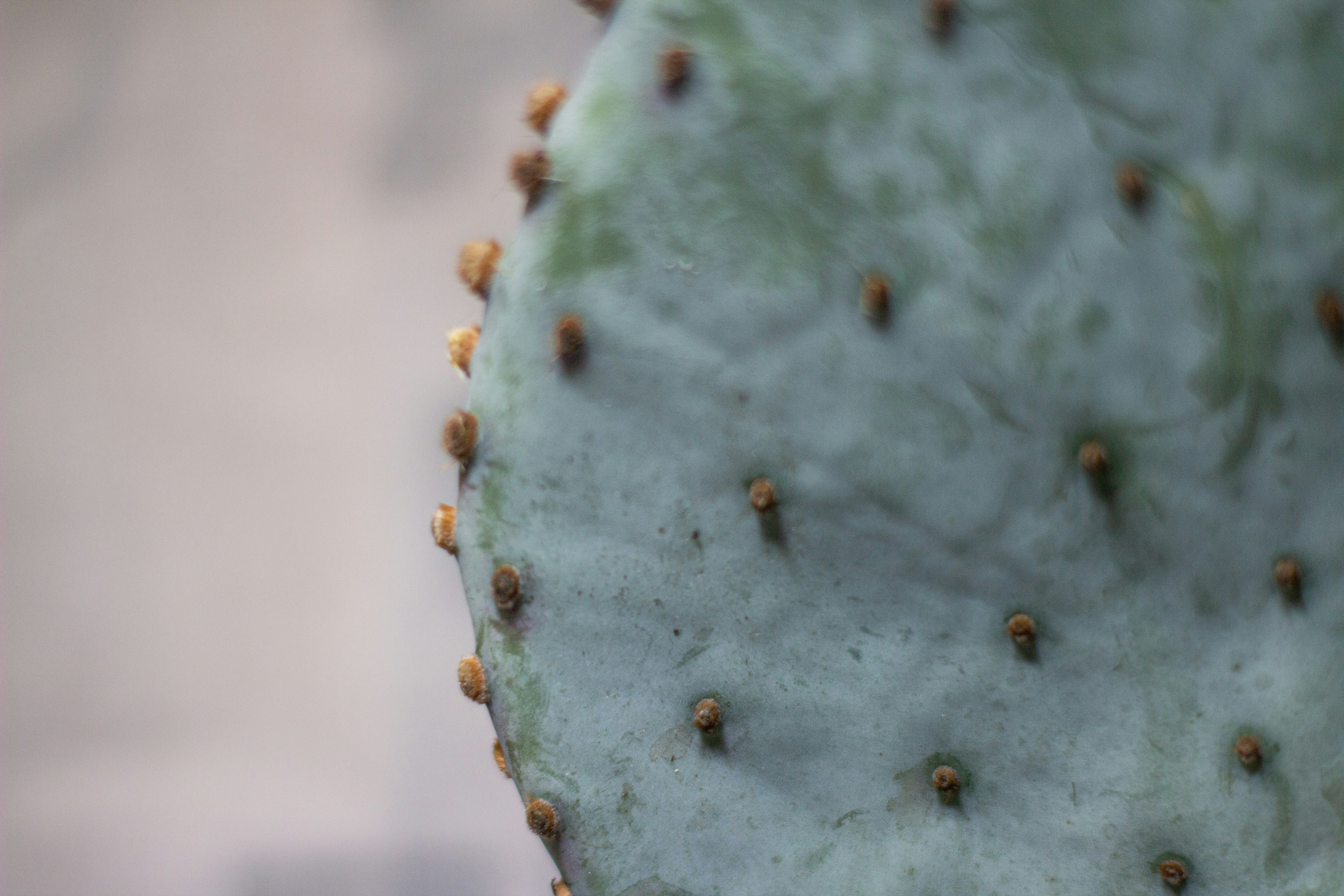 green and white round fruit