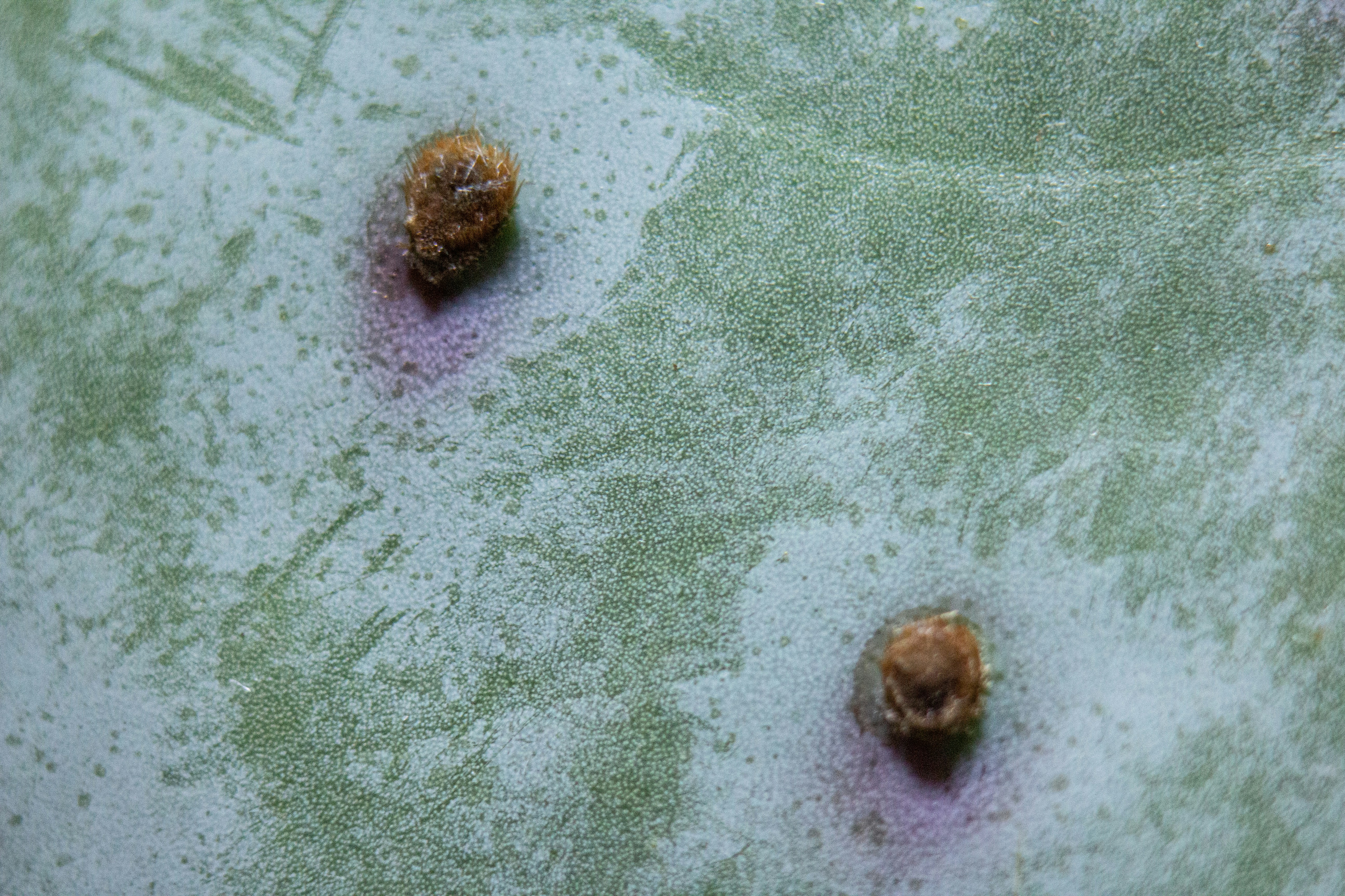 brown and black round ornament on green textile