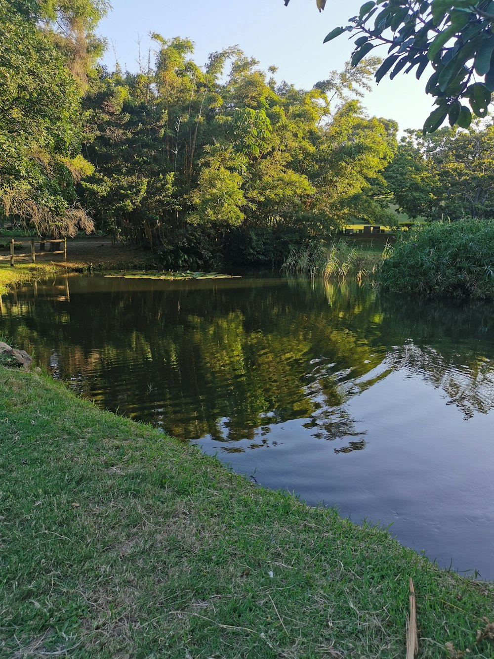 green grass and trees beside river during daytime