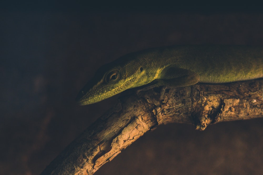 lagarto verde y negro sobre madera marrón