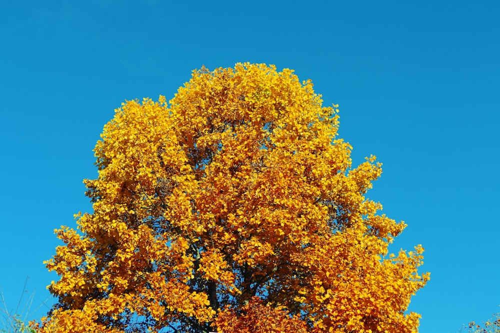 brown leaves tree under blue sky during daytime