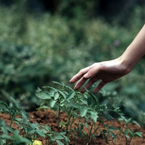 person holding green plant during daytime