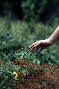 person holding green plant during daytime