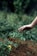 person holding green plant during daytime