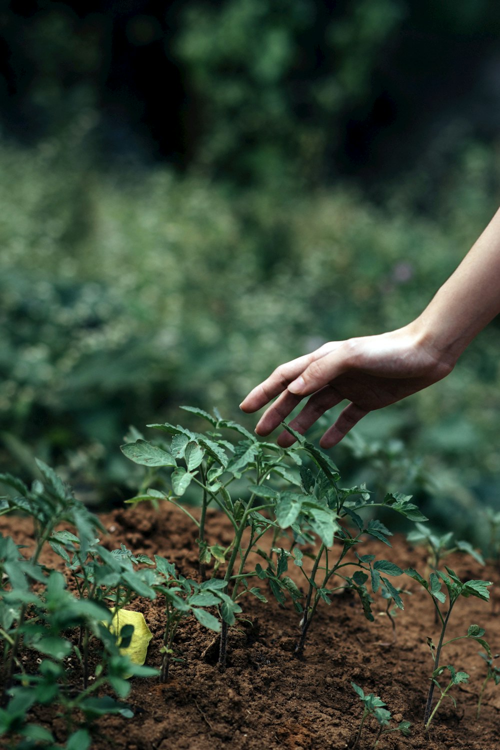 Persona che tiene la pianta verde durante il giorno