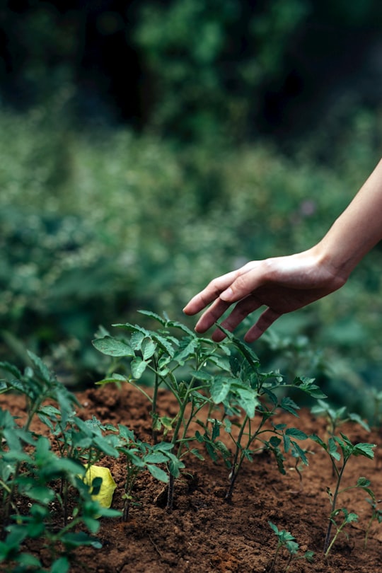 person holding green plant during daytime in Antipolo Philippines