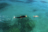 A diver swimming alongside a majestic sea turtle.