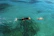 Happy man snorkeling among colorful fish in crystal-clear Galápagos waters.