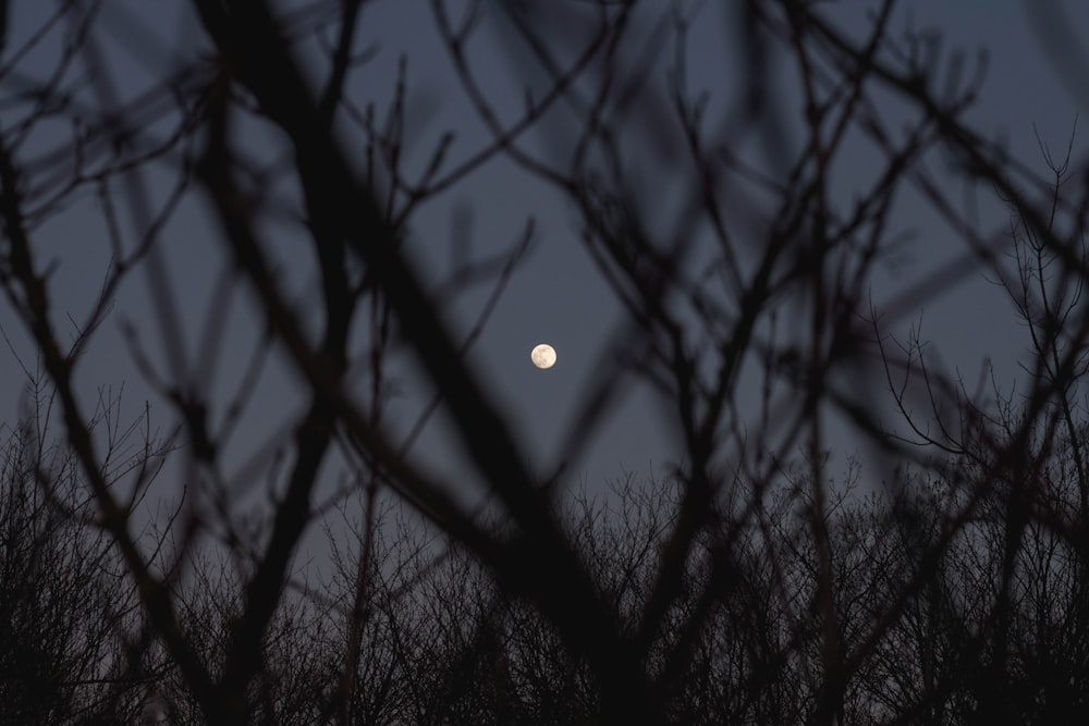 silhouette of tree branch during night time