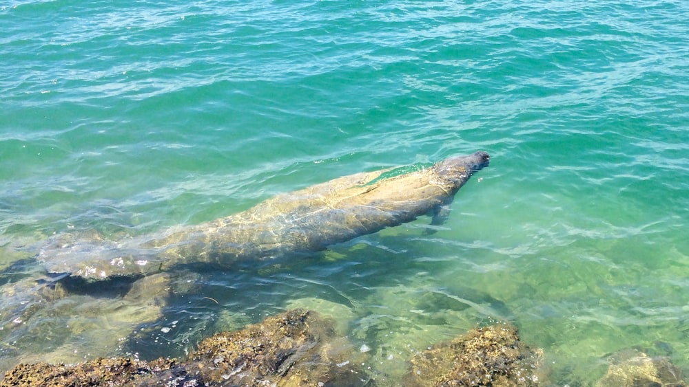 Rocas marrones y negras en el cuerpo de agua