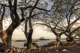 brown tree near body of water during sunset