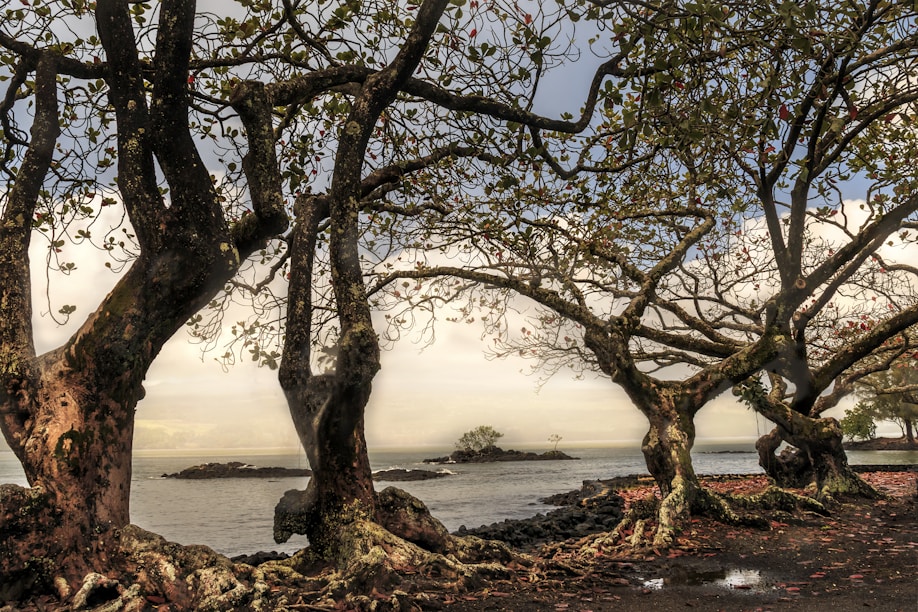 brown tree near body of water during sunset