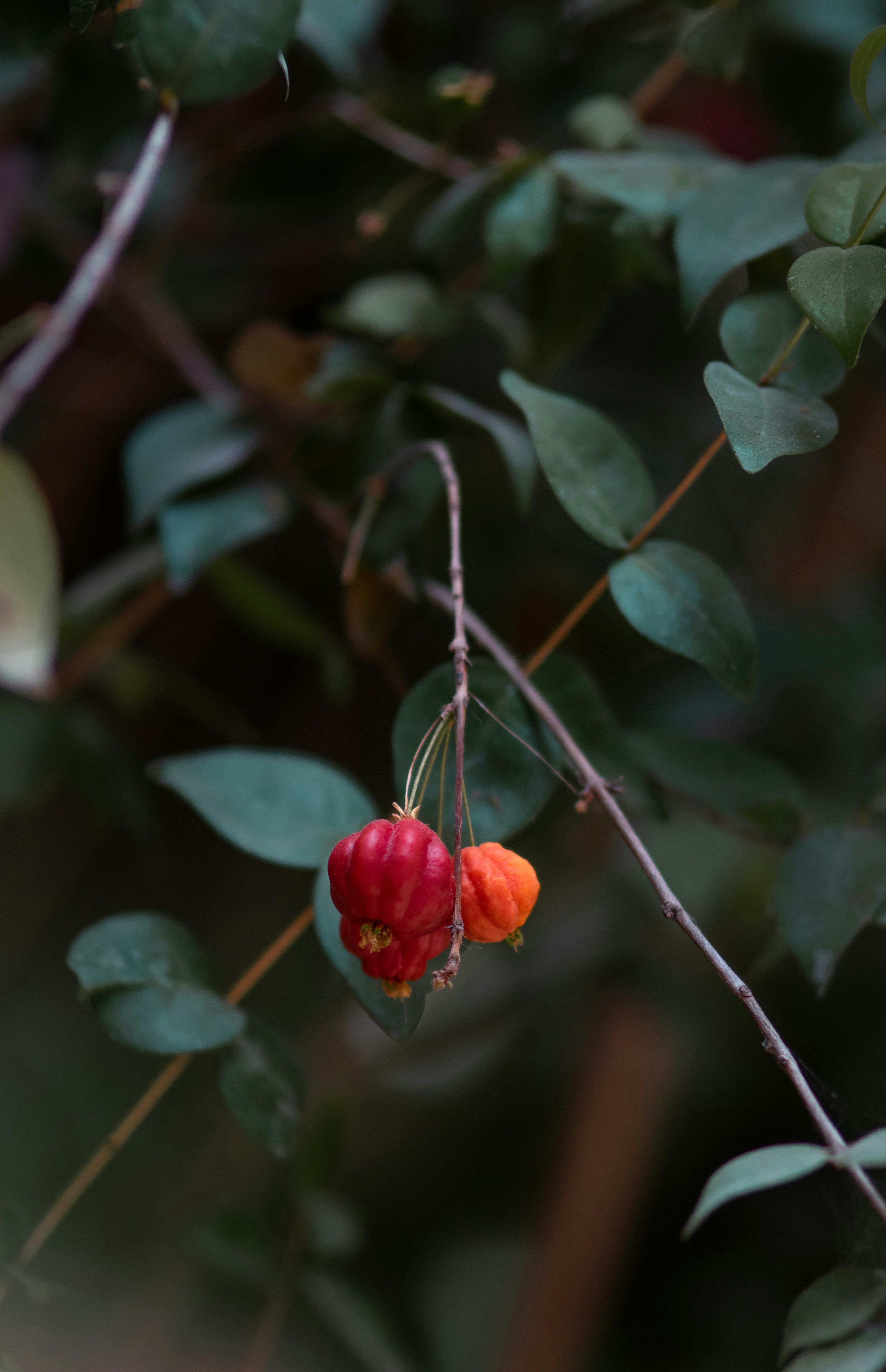 Grosella estrellada roja / Tahitian gooseberry 