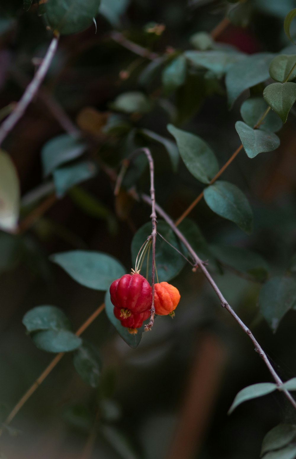 red round fruits on green stem