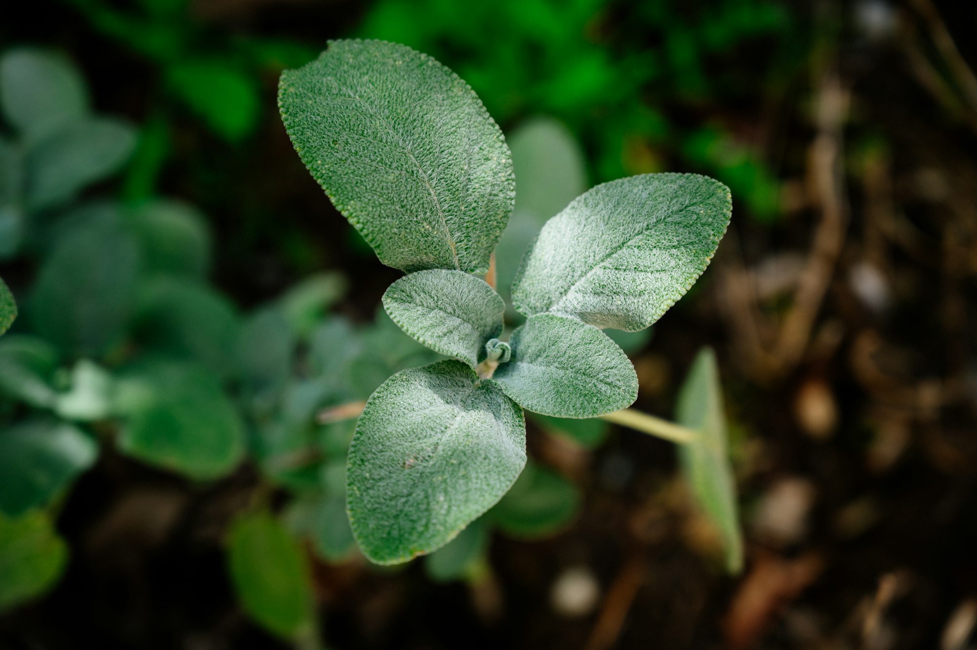 Green leaf of sage
