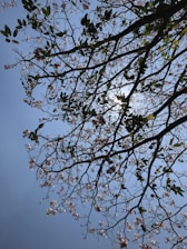 A network of tree branches with green leaves and sparse pink blossoms against a clear blue sky. Sunlight filters through the branches, creating a natural and serene pattern.