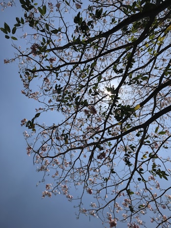 A network of tree branches with green leaves and sparse pink blossoms against a clear blue sky. Sunlight filters through the branches, creating a natural and serene pattern.