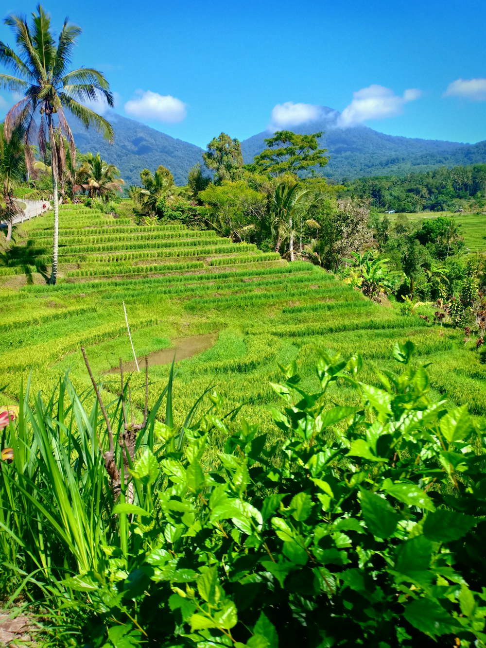 green grass field under blue sky during daytime