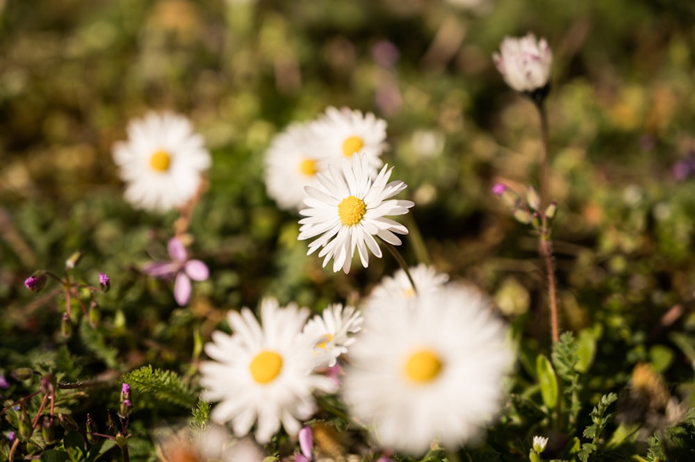 white and yellow flowers in tilt shift lens