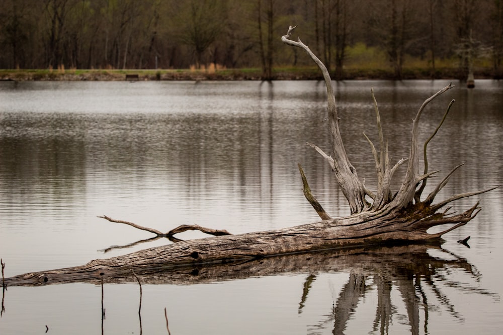 brown tree branch on body of water during daytime